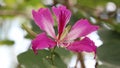 Purple Bauhinia ÃÆÃ¢â¬â blakeana or Hong Kong orchid flower blossom on the tree.